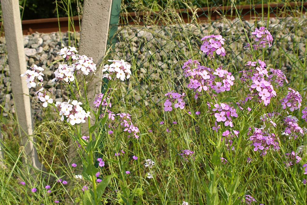 Hesperis matronalis / Esperide